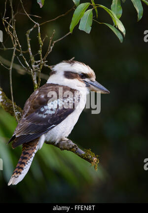 Laughing Kookaburra Dacelo novaeguineae), (Dernier verre National Park, NSW, Australie Banque D'Images