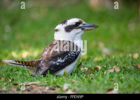 Laughing Kookaburra Dacelo novaeguineae), (Dernier verre National Park, NSW, Australie Banque D'Images