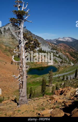 Californie - Deer Lake sur les quatre lacs en boucle Alpes Trinity Désert de la Forêt Nationale de Shasta-Trinity. Banque D'Images