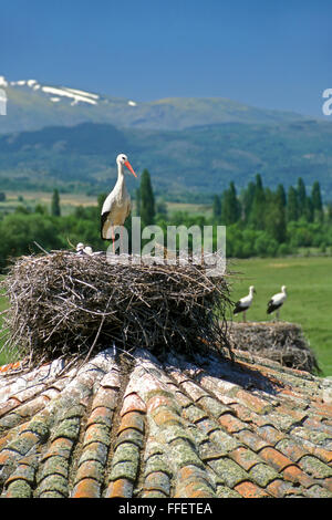 Cigognes blanches (Ciconia ciconia) avec les poussins nichant sur toit de l'ancienne église de village, Espagne Banque D'Images