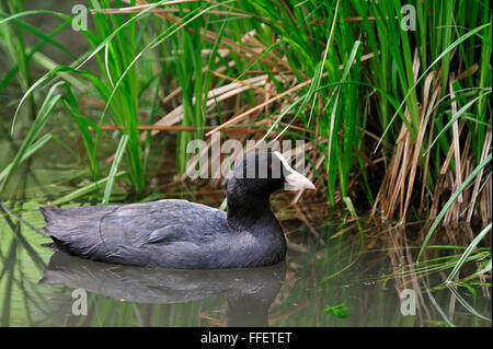 Foulque macroule (Fulica atra) nager le long de la végétation en étang Banque D'Images