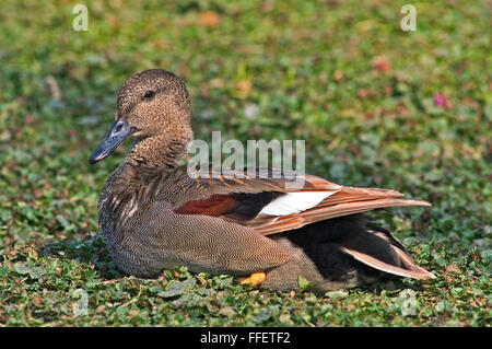 Le Canard chipeau (Anas strepera strepera) mâle / Mareca reposant sur des terres Banque D'Images