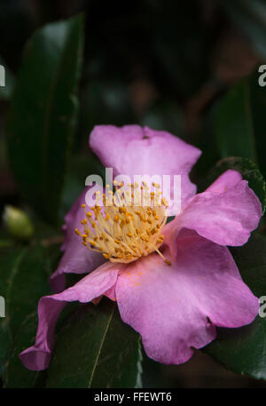 Star de l'hiver Camellia Banque D'Images