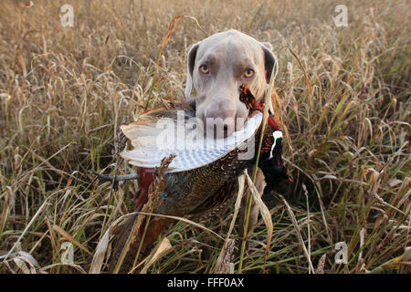 Chien de chasse avec du faisan dans la bouche Banque D'Images