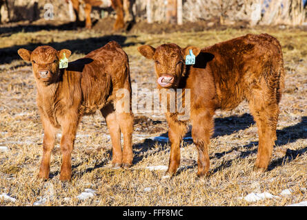 Les jeunes veaux, pâturage ranch à côté de petite ville de montagne de Salida, Colorado, USA Banque D'Images