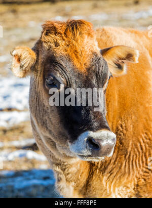 Ranch de bétail de pâturage, à côté de petite ville de montagne de Salida, Colorado, USA Banque D'Images