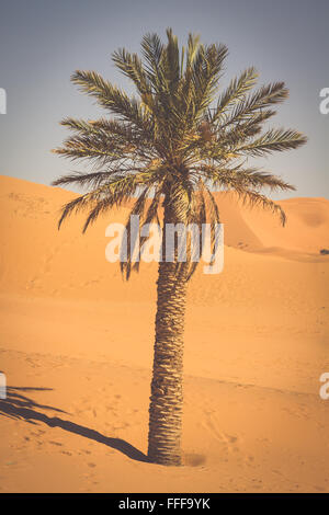 Palmier dans l'Erg Chebbi, à l'extrémité ouest du désert du Sahara Banque D'Images