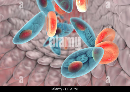 Toxoplasma gondii dans le sang, de l'illustration. T. gondii est une espèce de protozoaires parasites qui peuvent être portés par tous les Banque D'Images