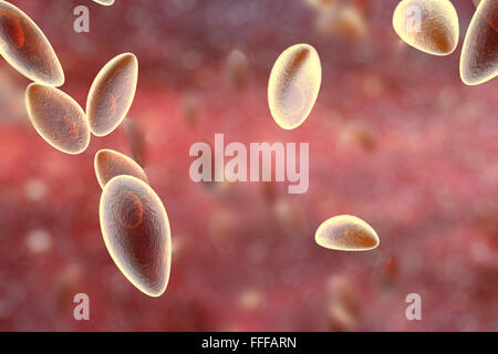 Toxoplasma gondii, illustration. T. gondii est une espèce de protozoaires parasites qui peuvent être portés par tous les mammifères. Il Banque D'Images