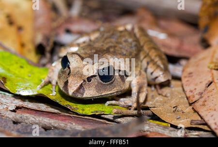 Grande Grenouille Mixophyes fasciolatus (interdit), dernier verre National Park, NSW, Australie Banque D'Images