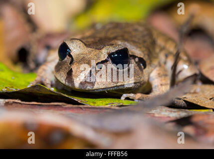 Grande Grenouille Mixophyes fasciolatus (interdit), dernier verre National Park, NSW, Australie Banque D'Images