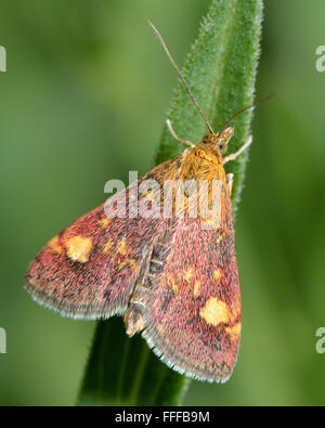 La menthe (Pyrausta aurata). Un bel Or et pourpre micro papillon de la famille des Crambidae Banque D'Images