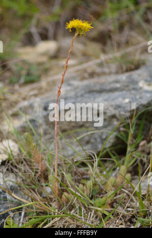 Réfléchi orpin (Sedum rupestre) plante en fleur. Plante de la famille des Crassulaceae avec fleurs jaune vif Banque D'Images