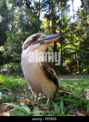 Laughing Kookaburra Dacelo novaeguineae), (Dernier verre National Park, NSW, Australie Banque D'Images