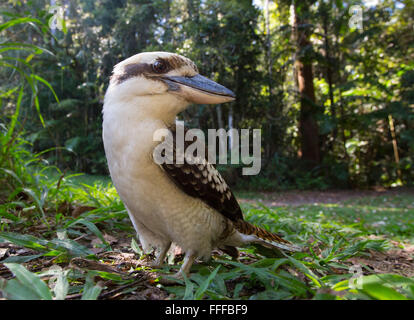 Laughing Kookaburra Dacelo novaeguineae), (Dernier verre National Park, NSW, Australie Banque D'Images