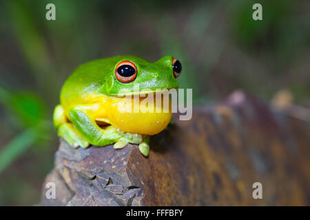 Australian Red-eyed tree frog (Litoria chloris), également connu sous le nom de Orange-eyed tree frog, NSW, Australie Banque D'Images