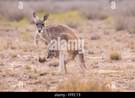 Les femelles du kangourou (Macropus rufus) avec de jeunes joey en sachet, outback Queensland, Australie Banque D'Images