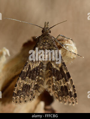 Vingt-plume moth (Alucita hexadactyla). Micro d'amphibien de la famille des Alucitidae au repos Banque D'Images