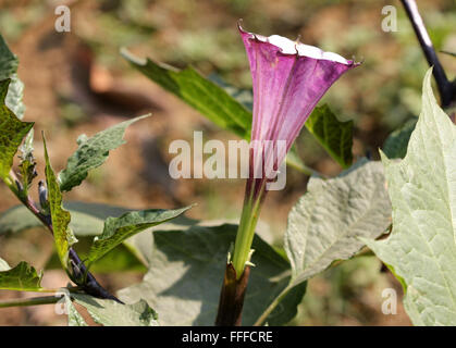 Datura metel, trompette du diable, herbe avec tige généralement rouge, larges feuilles ovales, fleurs en entonnoir, ornementales, médicinales Banque D'Images