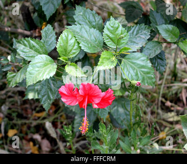 Hibiscus rosa-sinensis, la Chine a augmenté, Evergreen plantes vivaces ou petit arbre à feuilles ovales et les fleurs rouges Banque D'Images