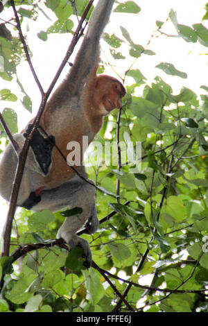 Proboscis Monkey, parc national de Bako, Bornéo, Malaisie Banque D'Images