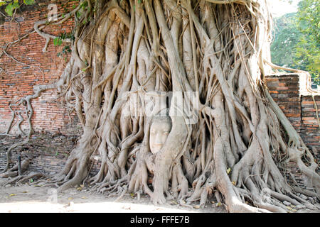 Tête de Bouddha dans les racines des arbres, Wat Mahathat, Ayutthaya, Thaïlande Banque D'Images