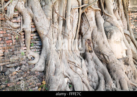 Tête de Bouddha dans les racines des arbres, Wat Mahathat, Ayutthaya, Thaïlande Banque D'Images