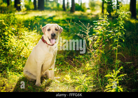White Labrador Retriever chien assis dans l'herbe verte, Parc Banque D'Images