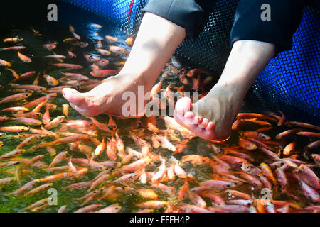 La thérapie Fish Spa à Madu River au Sri Lanka. Banque D'Images