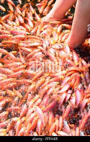 La thérapie Fish Spa à Madu River au Sri Lanka. Banque D'Images