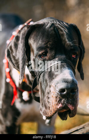 Le Dogue Allemand est une grande race de chien domestique (Canis lupus familiaris) connu pour son énorme corps et grande hauteur. Banque D'Images