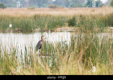 Héron goliath (Ardea goliath) de patauger dans des eaux peu profondes, Okavango Delta, Botswana Banque D'Images