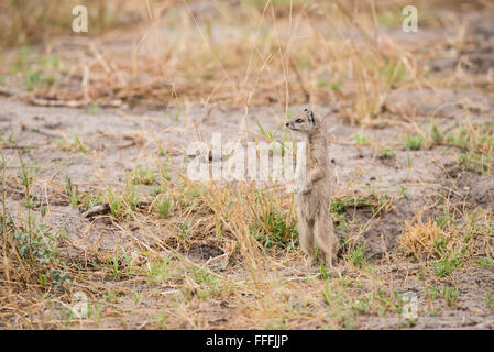 (Cynictis penicillata Mangouste jaune) en alerte permanente sandveld, Okavango Delta, Botswana Banque D'Images