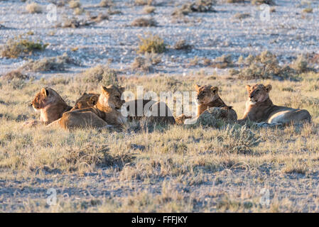 Groupe de lions (Panthera leo) reposant dans early morning light, Etosha National Park, Namibie Banque D'Images