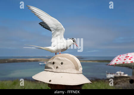 Sterne arctique (Sterna paradisaea) ; seul sur la tête de l'homme Inner Farne ; Northumberland ; UK Banque D'Images