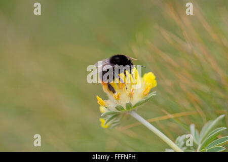 Red-Tailed ; bourdon Bombus lapidarius sur simple fleur Vesce rein ; Cornwall UK Banque D'Images