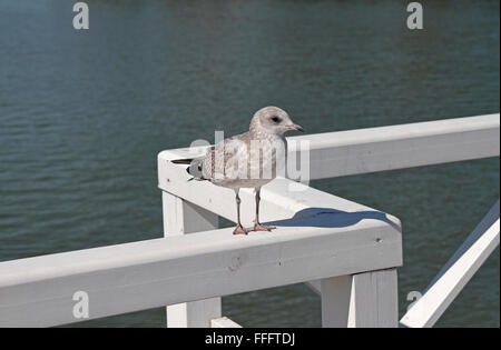 Une jeune mouette debout sur une balustrade de bois sur l'île de Seurasaari et musée de plein air, Helsinki, Finlande. Banque D'Images