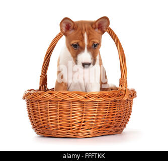 Adorable chiot basenji dans un panier isolé sur fond blanc. Vue de face, assis, regardant vers le bas. Banque D'Images