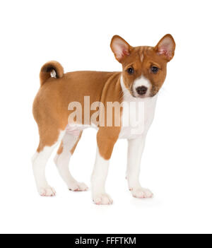 Chiot Basenji isolé sur fond blanc. Vue de côté, debout. Banque D'Images