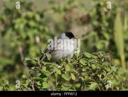 Sylvia atricapilla Blackcap mâle Banque D'Images