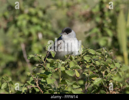 Sylvia atricapilla Blackcap mâle Banque D'Images