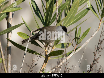 Sylvia atricapilla Blackcap mâle Banque D'Images