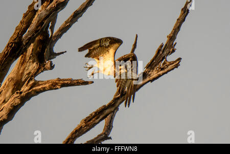 Osprey battant de son perchoir Banque D'Images