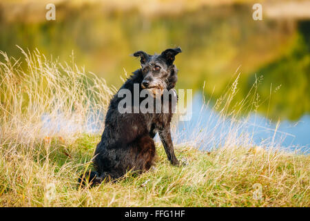 Taille petit chien noir dans l'herbe près de la rivière, lac. La saison d'été. Banque D'Images