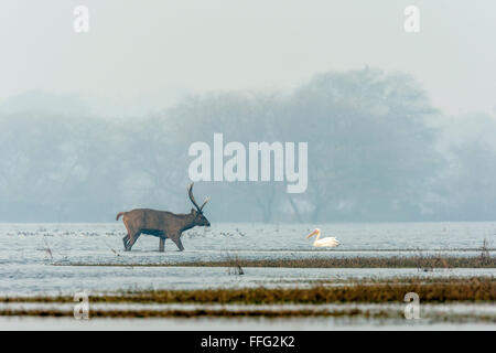 Cerfs Sambar et Grand Pélican blanc (Pelecanus onocrotalus ) dans la brume à oiseaux de Bharatpur, Inde. Banque D'Images