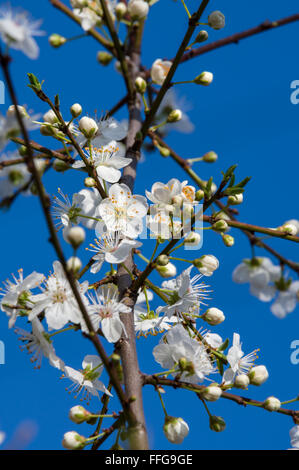 Prunellier Prunus spinosa fleurir au printemps en face de ciel bleu Banque D'Images