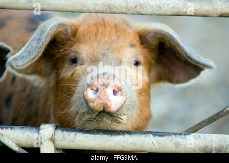 Le porcelet(Sus scrofa domestica) sur une ferme biologique ecological Banque D'Images