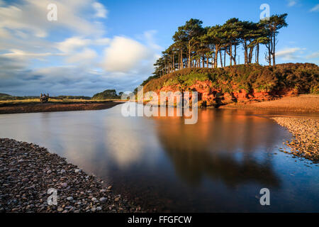 Un stand de l'arbre sur la Loutre de rivière, près de Budleigh Salterton, Devon dans le sud-est. Banque D'Images