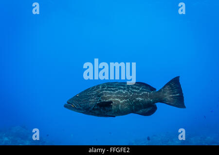 Close up de Goliath, le mérou Epinephelus itajara, poisson, d'un côté montrant écailles Banque D'Images