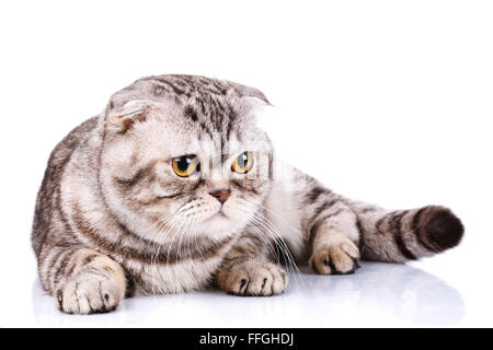 Scottish Fold cat bicolor bandes sur fond blanc Banque D'Images